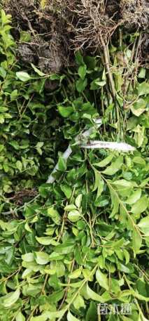 高度40厘米小叶女贞