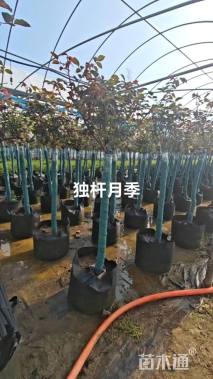 高度400厘米高杆月季