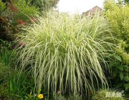 高度15厘米花叶芒