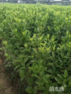 高度30厘米栀子花