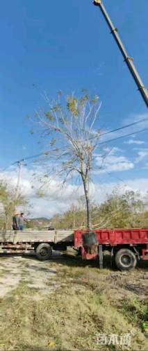 12公分黄花风铃木
