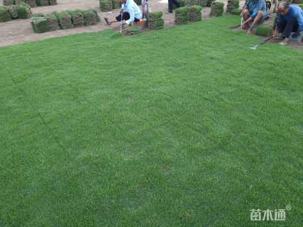 草卷状马尼拉草