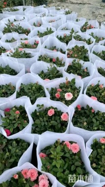 高度30厘米欧洲月季