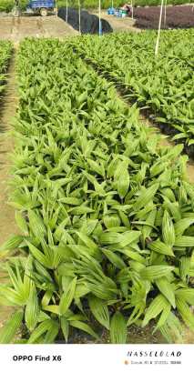 裸干高1厘米蒲葵