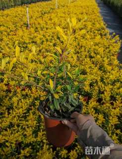 高度30厘米黄金枸骨