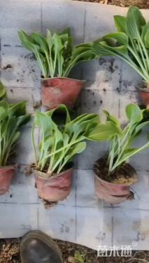 高度10厘米玉簪