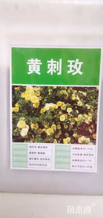 黄刺玫种子