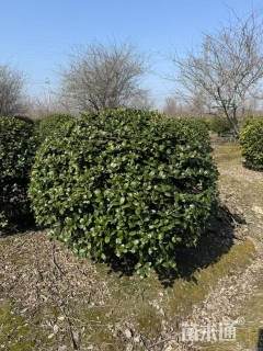 冠幅80厘米无刺枸骨球