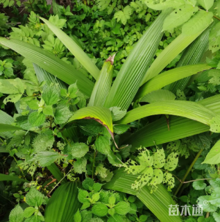 高度60厘米大叶仙茅