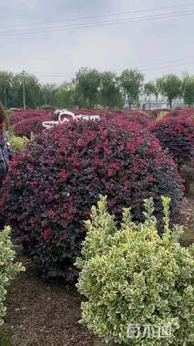 冠幅120厘米红花继木球