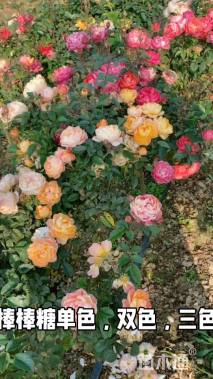 高度100厘米棒棒糖月季