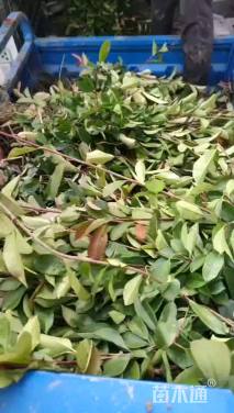 高度45厘米红叶石楠小苗