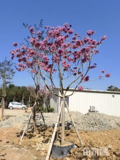 8公分紫花风铃木