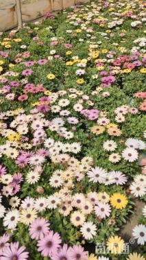 高度25厘米万寿菊