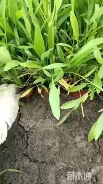 高度5厘米大花金鸡菊