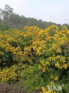 5公分黄花槐