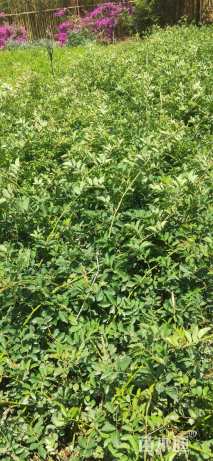 高度50厘米蔷薇