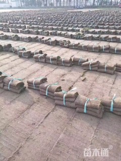 草块状果岭草