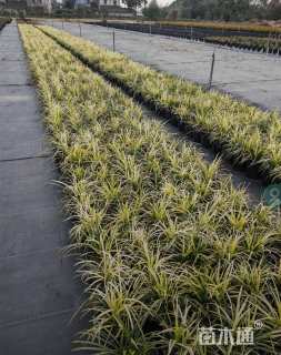 高度30厘米麦冬