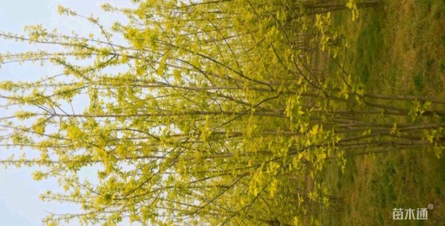 4公分金叶复叶槭