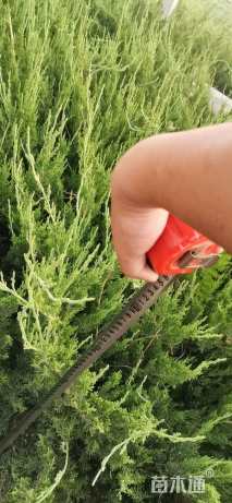 高度40厘米龙柏