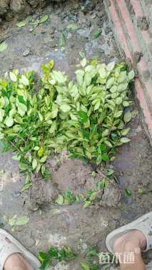 高度40厘米金森女贞小苗