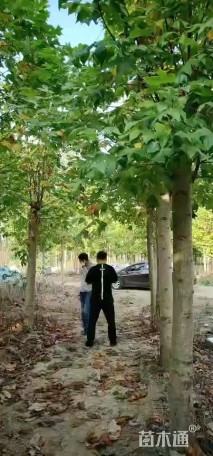 15公分北美鹅掌楸