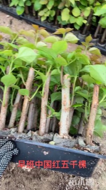 高度25厘米三角梅