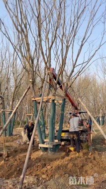 18公分(5杆)丛生朴树