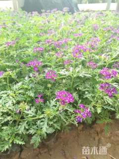 高度20厘米美女樱