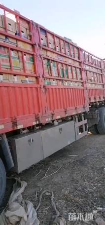 高度40厘米鸢尾