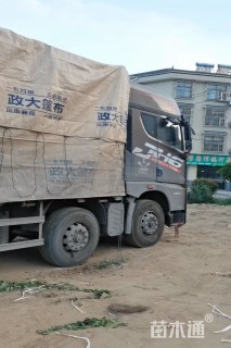 10公分红叶石楠