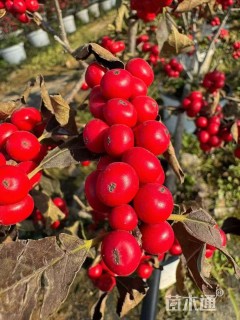 容器苗北美冬青