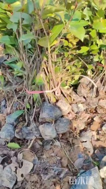 高度30厘米红叶石楠小苗