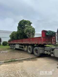 高度200厘米丛生桂花