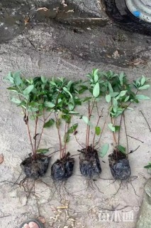 高度30厘米金丝桃小苗