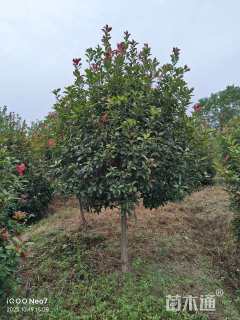 5公分高杆红叶石楠