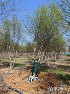 高度900厘米(6杆)丛生白桦