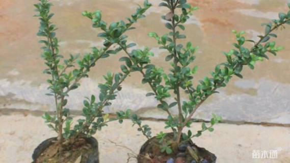 高度35厘米龟甲冬青