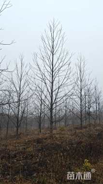 15公分杂交马褂木