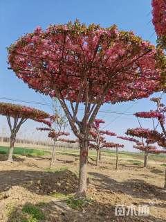 10公分造型海棠