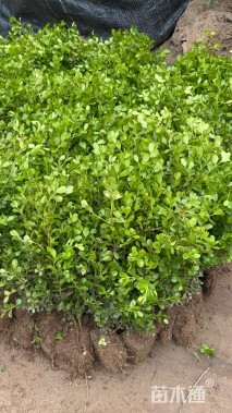 高度50厘米小叶黄杨