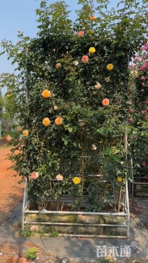 高度300厘米月季