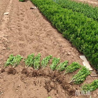 高度45厘米小叶黄杨