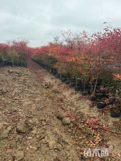 高度150厘米南天竹