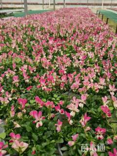 高度20厘米角堇