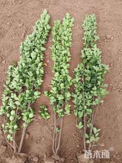 高度180厘米北海道黄杨