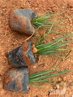 高度15厘米葱兰