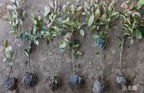 高度60厘米红叶石楠小苗