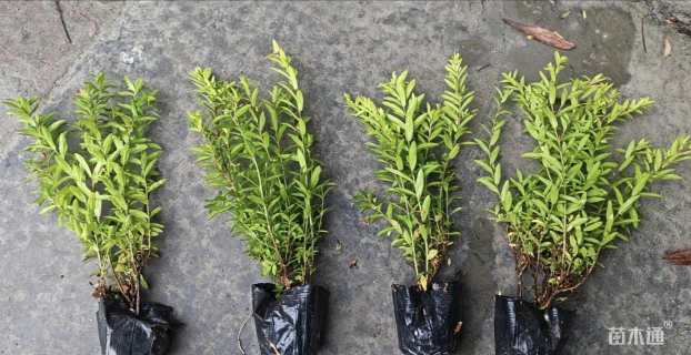 高度25厘米金叶满天星